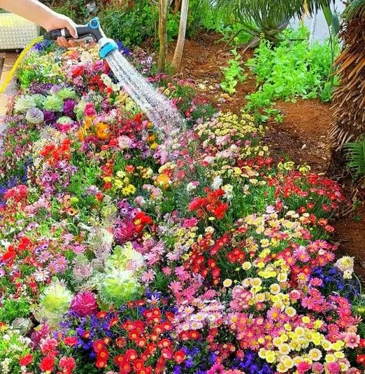 100 Premium Variety Flower Seeds + FREE Plant Growth Supplement